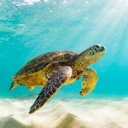 Fundraising Page: Gayle Prentice Wood